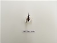 藏品(膜翅目(蜂))的圖片